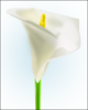 White Lily Clip Art